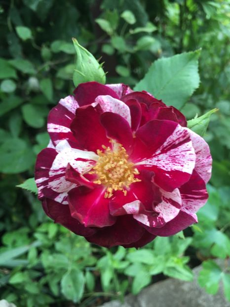 New imagine - Trandafiri 2018 ll