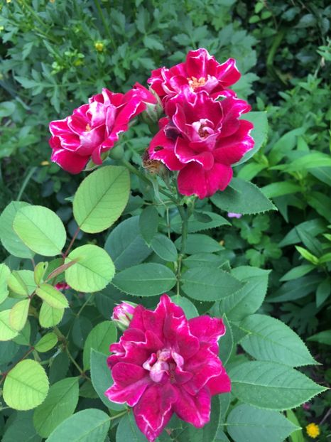 Roger - Trandafiri 2018 ll