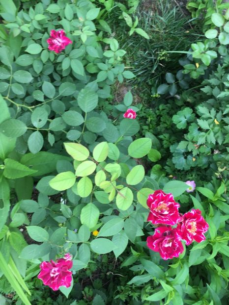 204F1983-39A0-4EF9-860A-D75DF465D0AD - Trandafiri 2018 ll