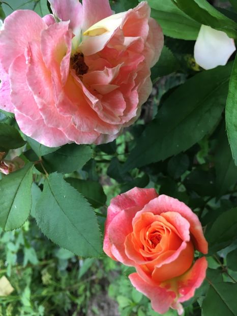 Jef - Trandafiri 2018 ll