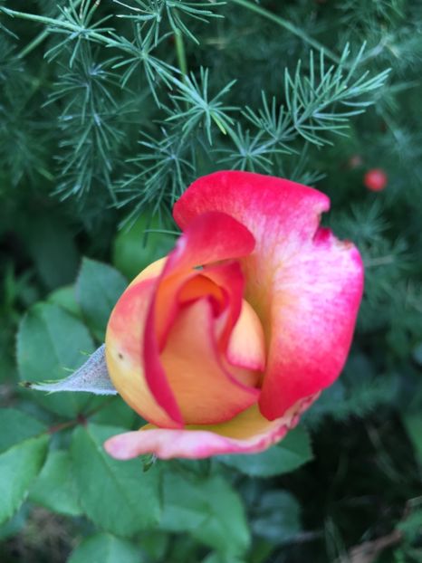 leo - Trandafiri 2018 ll