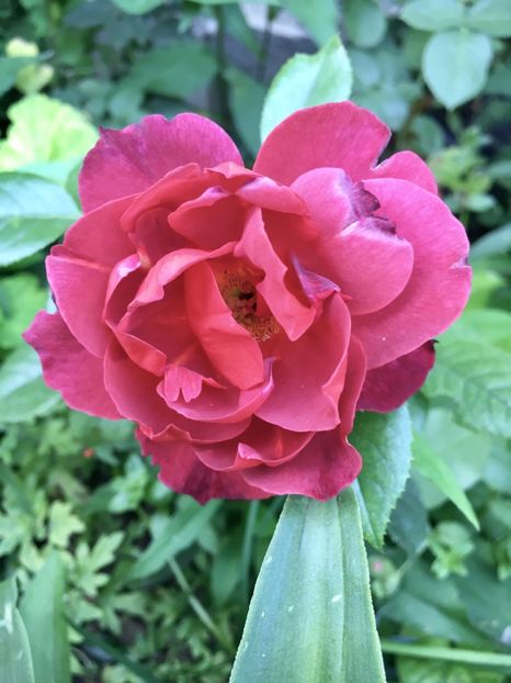 maro - Trandafiri 2018 ll