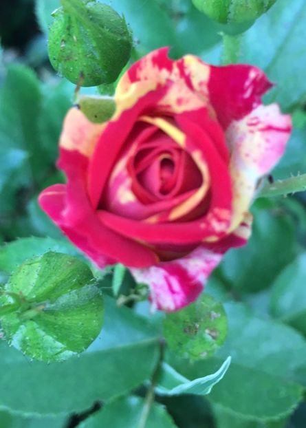 843419E6-1F11-4AA7-BE0C-F08116D1B2A2 - Trandafiri mini