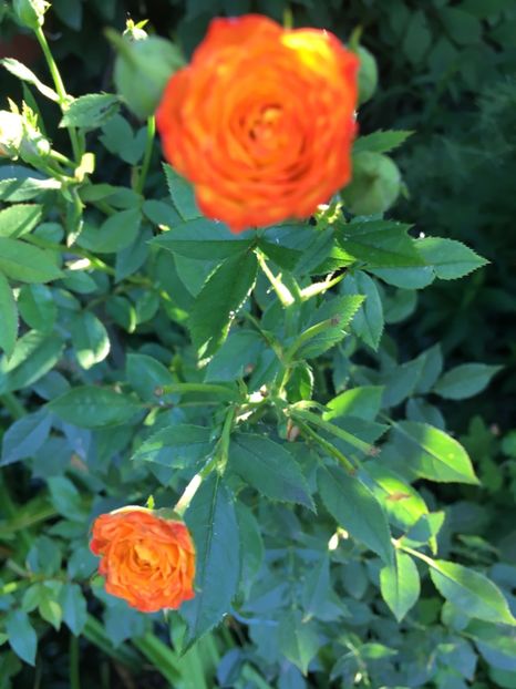 A88F1264-9FB0-4A74-8466-AAE22D4EB33A - Trandafiri mini