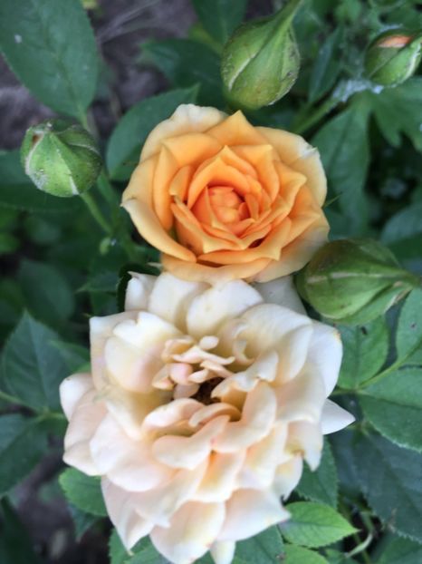 326DA817-BDB7-41F0-9B9C-03946A8D69AA - Trandafiri mini