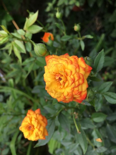 43D99CA5-E3E6-4FCA-AB44-7CE0655E08A0 - Trandafiri mini