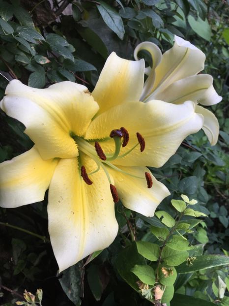 2E7B9413-B979-4E28-979A-A73CFB5209CA - Crini in gradina