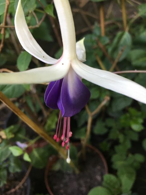 16837E4C-5A01-4FFC-B7D5-FBA4E9FD0F08 - Fucsii 2018