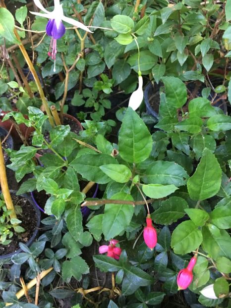 Carmel Blue și beacon - Fucsii 2018