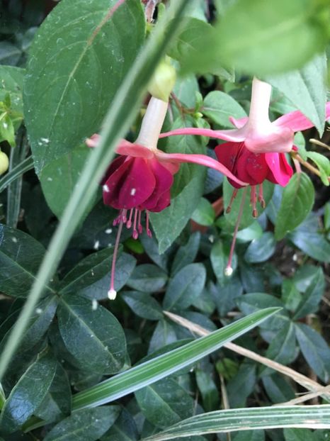 Paula jane - Fucsii 2018