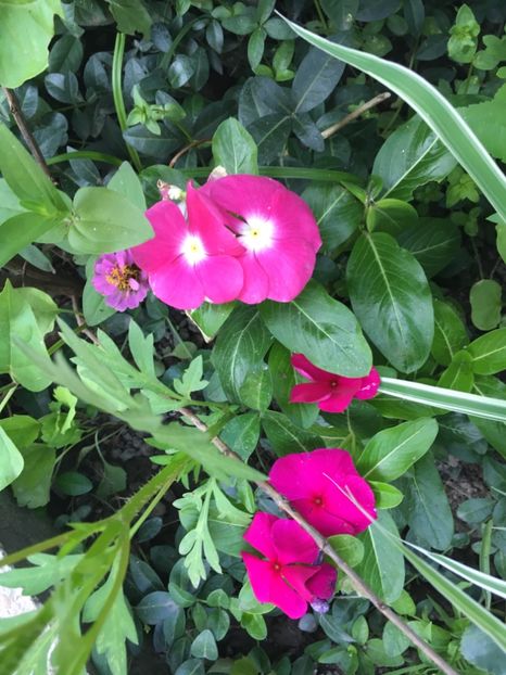 AA579EDE-0F84-43DD-89E3-06B7C898BBC4 - Flori de vara 2018