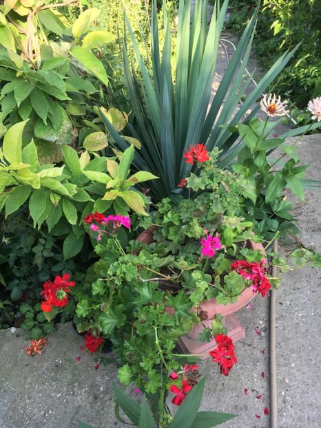 F752F9B3-E586-4C53-9C48-F441773E0D54 - Flori de vara 2018