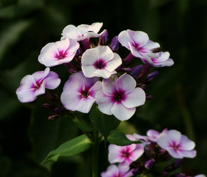 phlox cu flori mai mici ca majoritatea - Iulie 2018