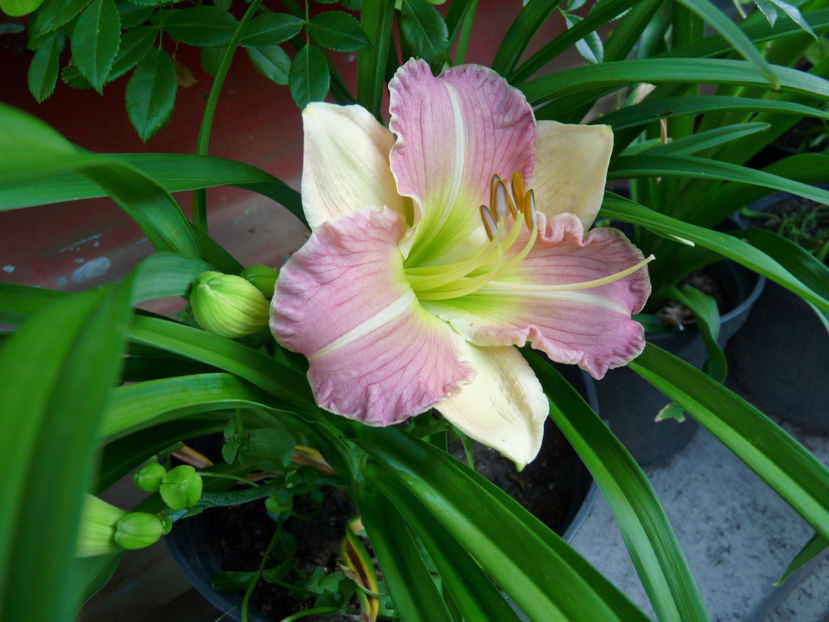  - Hemerocallis