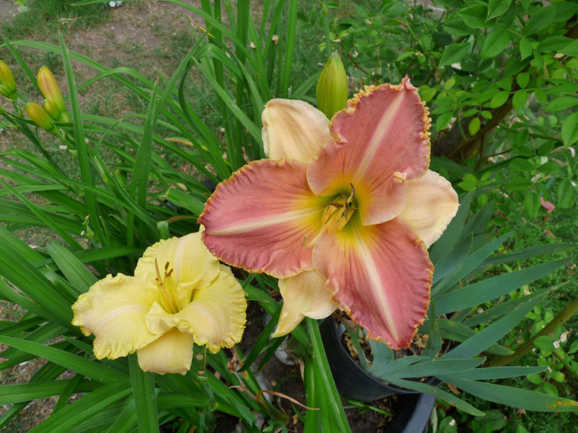 NN - Hemerocallis