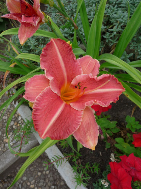  - Hemerocallis