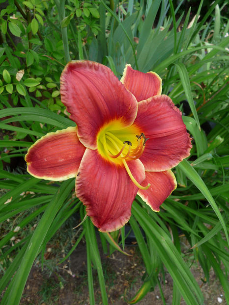  - Hemerocallis