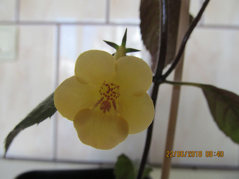 Yellow Beauthy - Achimenes 2018