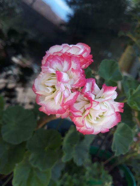  - Appelblosum Rosebud