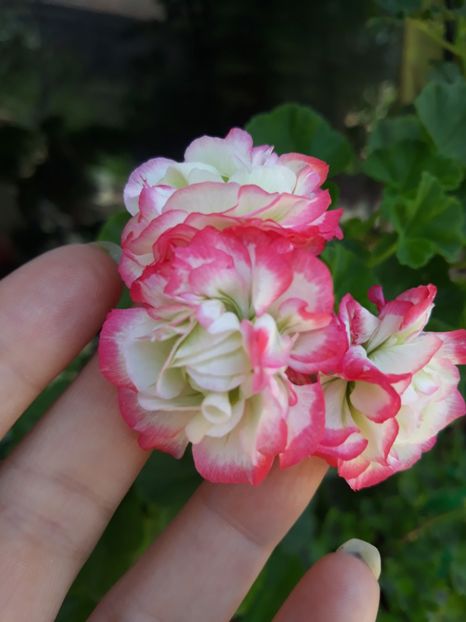  - Appelblosum Rosebud