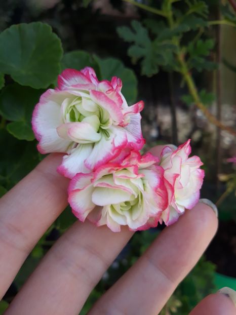  - Appelblosum Rosebud