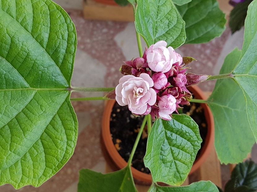  - Clerodendrum fragrans