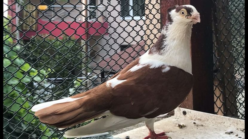 IMG-20180625-WA0001 - Galateni pe Rosu pentru 2019