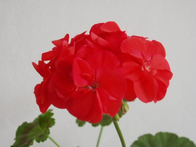 muscata rosie - Muscate