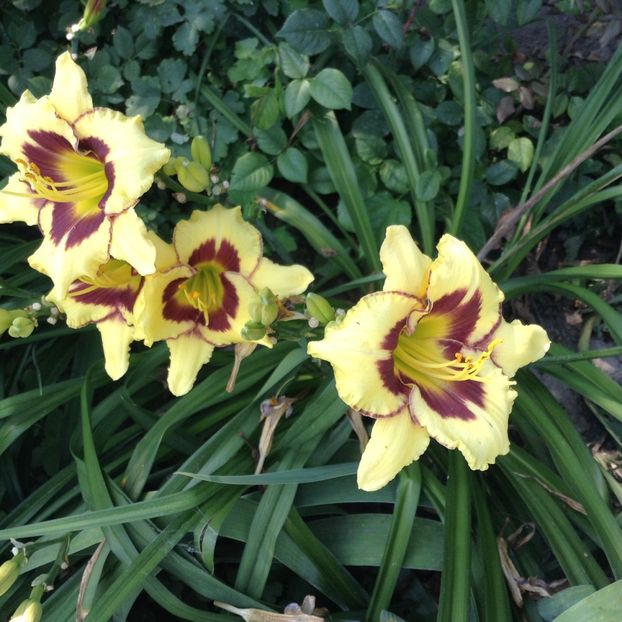 El desperado - Hemerocallis 2018