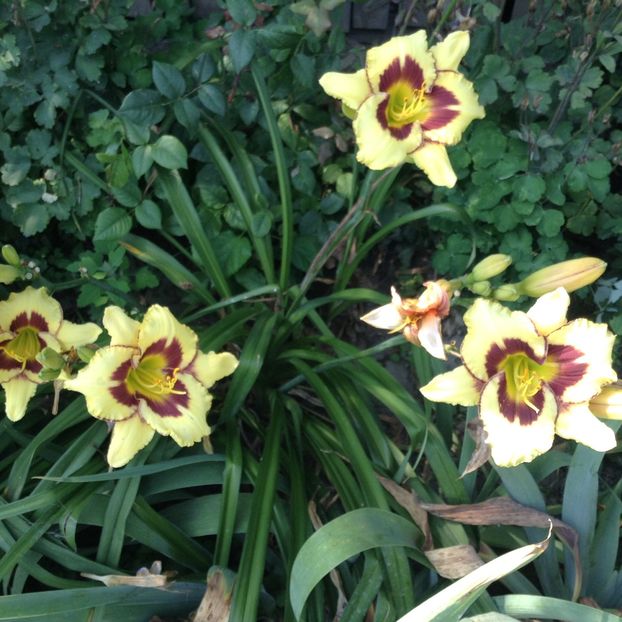 El desperado - Hemerocallis 2018