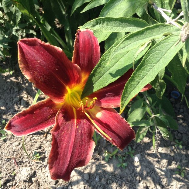 Crimson pirate - Hemerocallis 2018