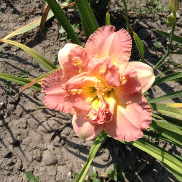 Lacy doll - Hemerocallis 2018