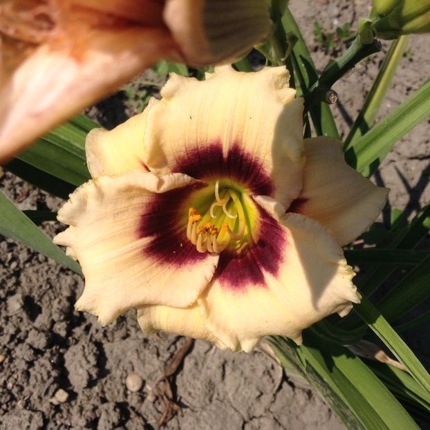Snowy eyes - Hemerocallis 2018
