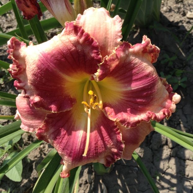 Outstanding - Hemerocallis 2018