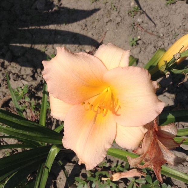 Mini pearls - Hemerocallis 2018