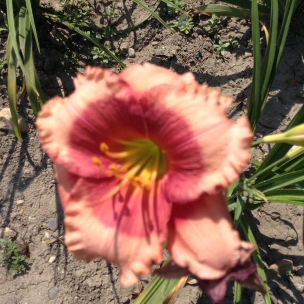 Hello screamer - Hemerocallis 2018