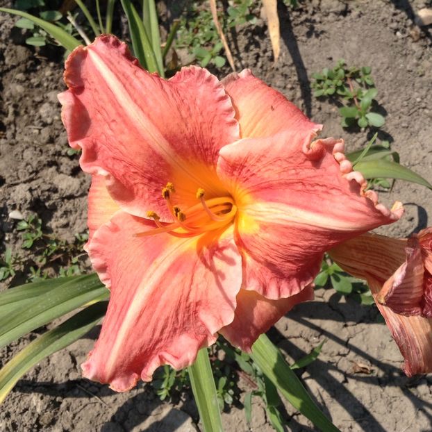 Pretty fancy - Hemerocallis 2018