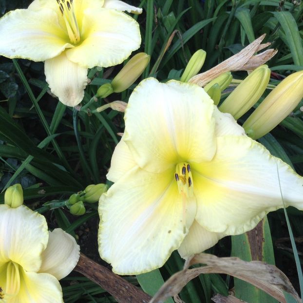 Arctic snow - Hemerocallis 2018