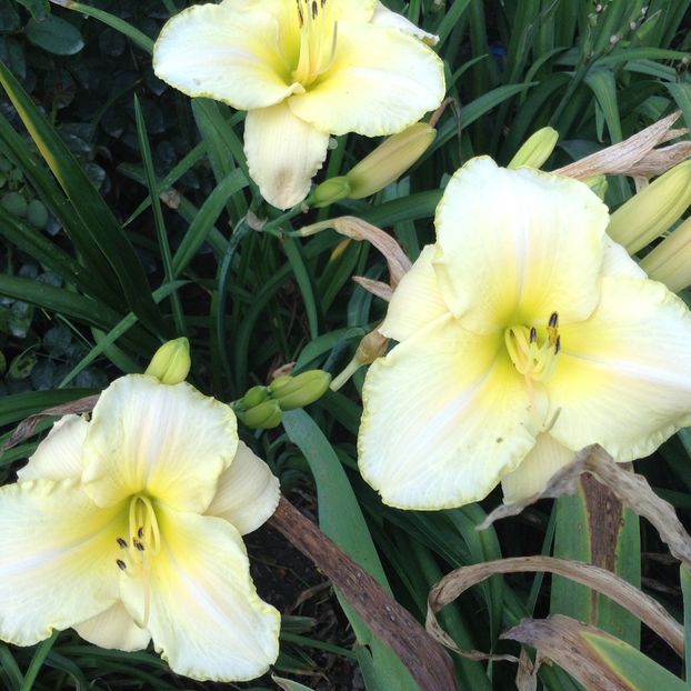 Arctic snow - Hemerocallis 2018