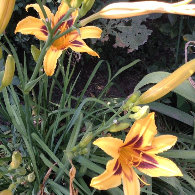 Bonanza - Hemerocallis 2018