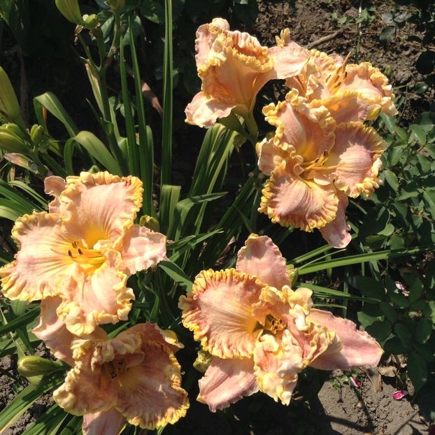 Darla anita - Hemerocallis 2018
