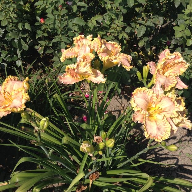 Darla anita - Hemerocallis 2018