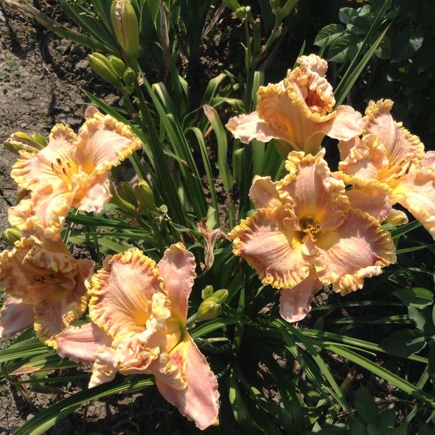 Darla anita - Hemerocallis 2018