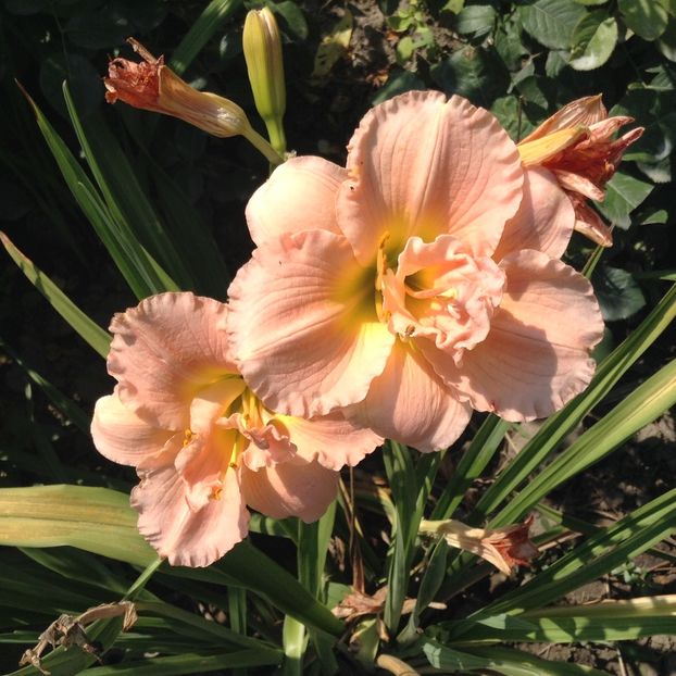 Siloam double classic - Hemerocallis 2018