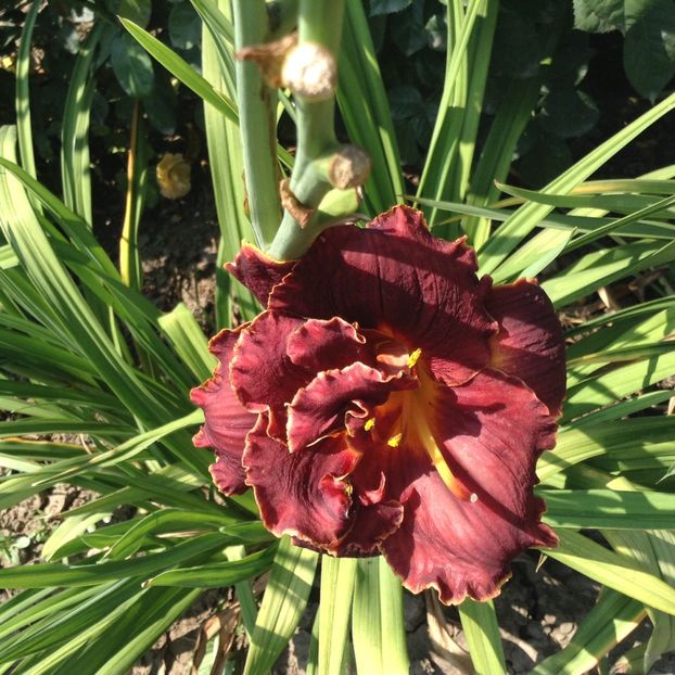 Night ember - Hemerocallis 2018