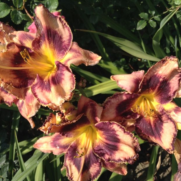 Exotic treasure - Hemerocallis 2018
