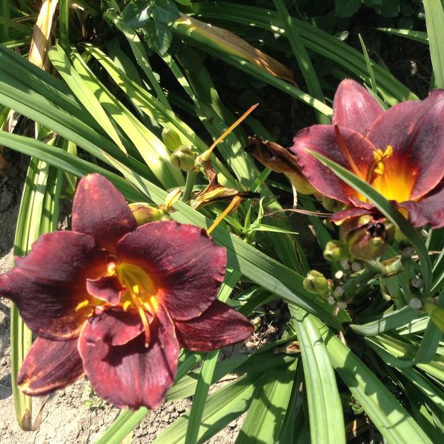 Wodoo dancer - Hemerocallis 2018