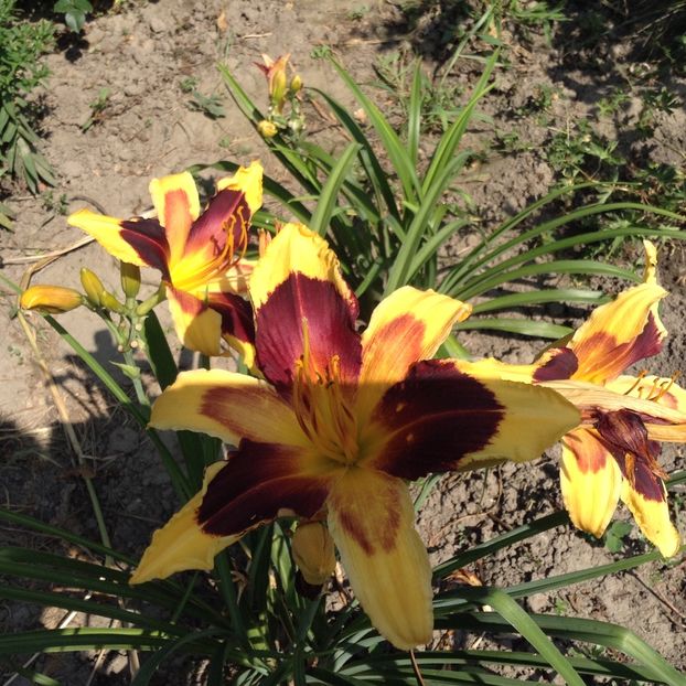 Indian sky - Hemerocallis 2018