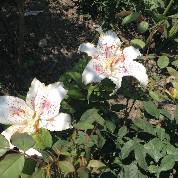 Muscadet - Crini 2018