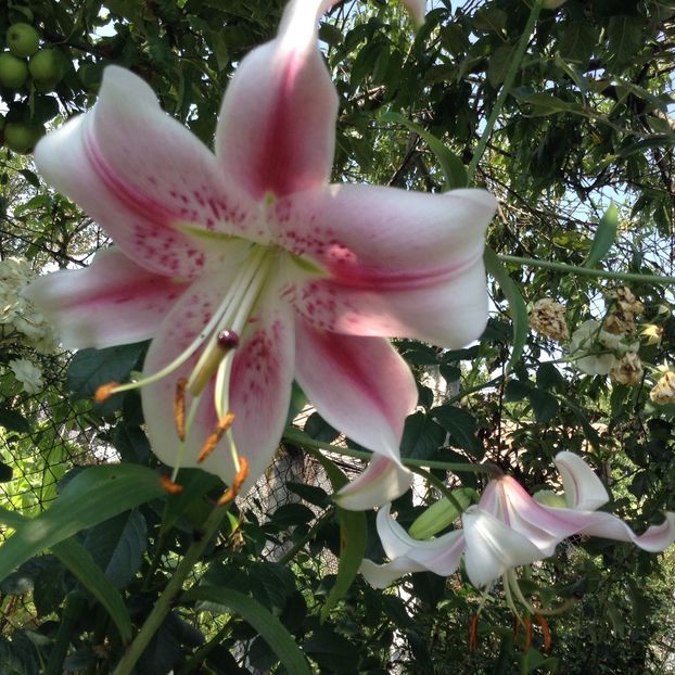 Anastasia - Crini 2018